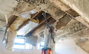 Mold Remediation for Vacation Homes in Dalhart, TX